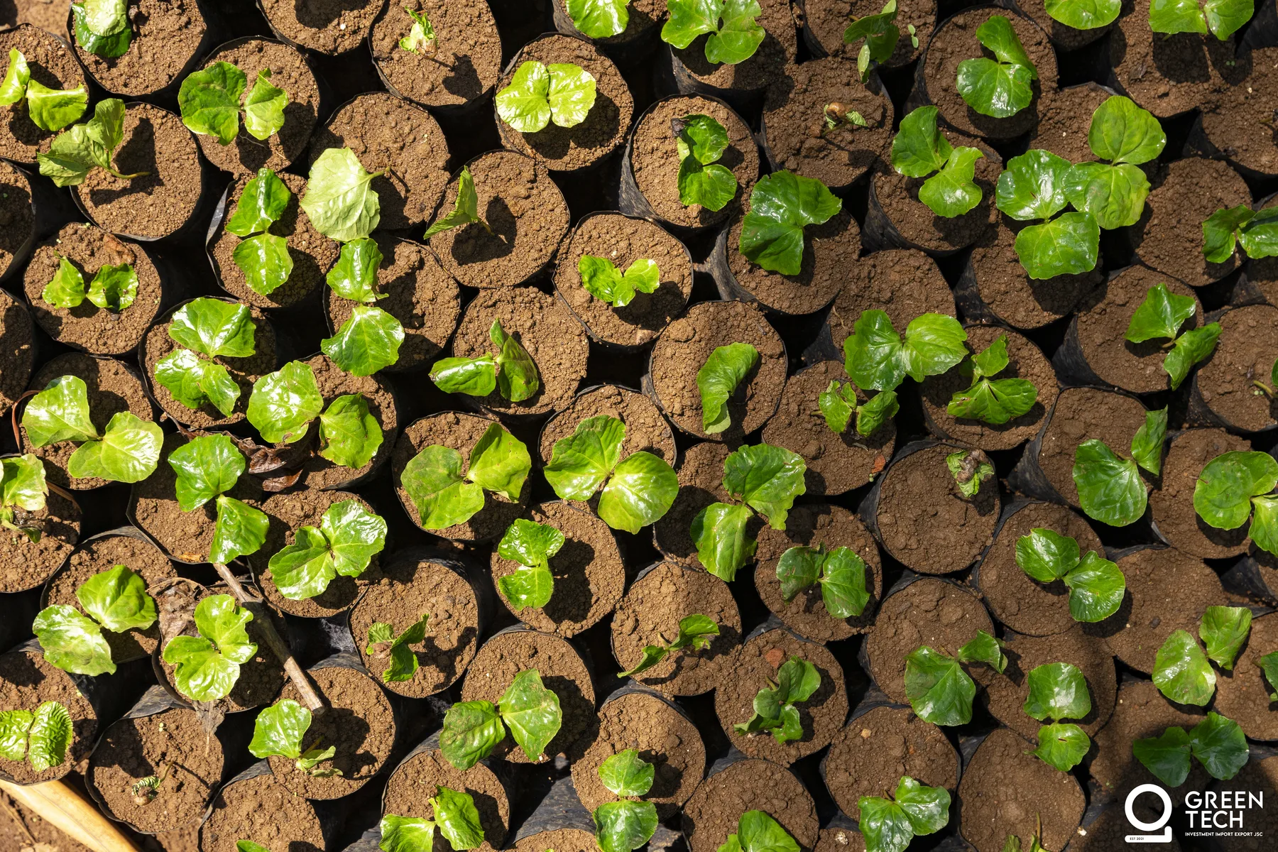 GreenTech terroir visual