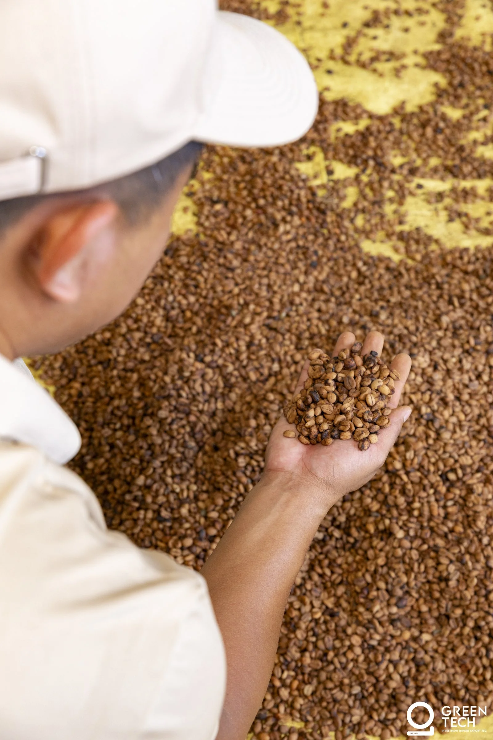 Highland farmer tending coffee plants