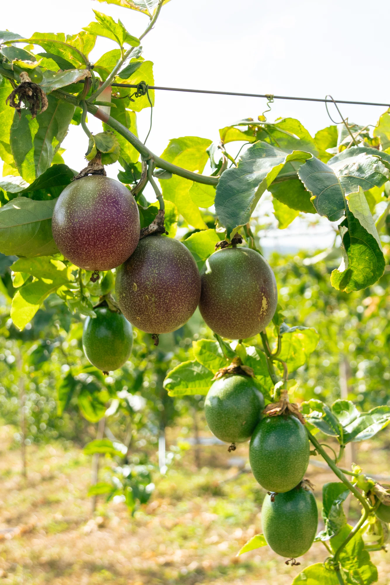 Passion Fruit